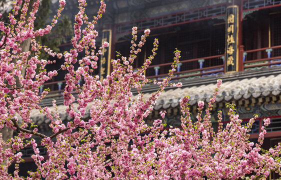 故宫桃花