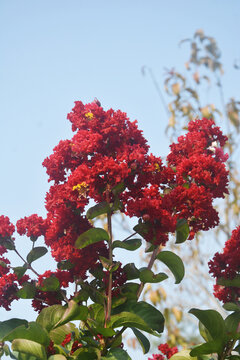 紅色紫薇花