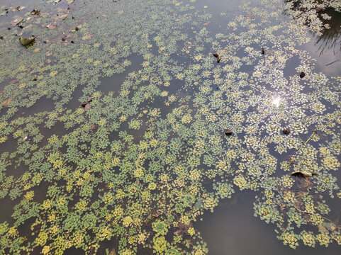 水草