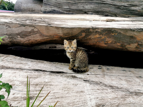 小猫