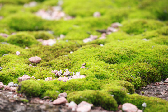 绿色苔藓