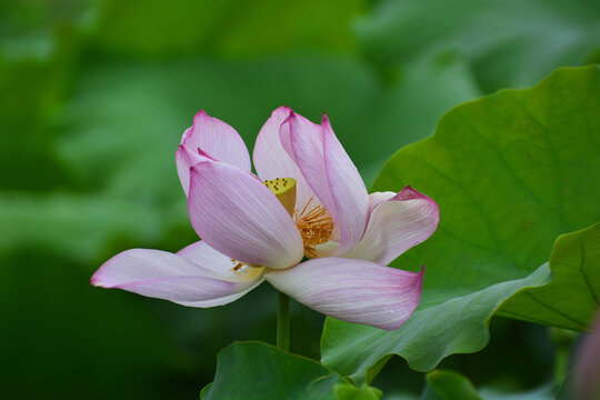 荷花莲花