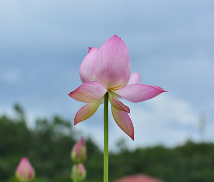 荷花莲花