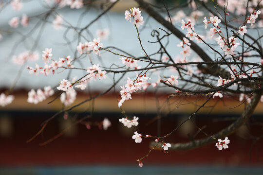 樱花桃花