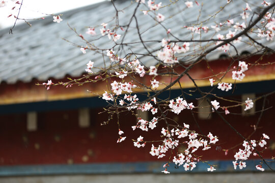 樱花桃花