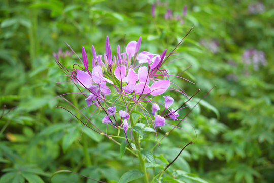 醉蝶花