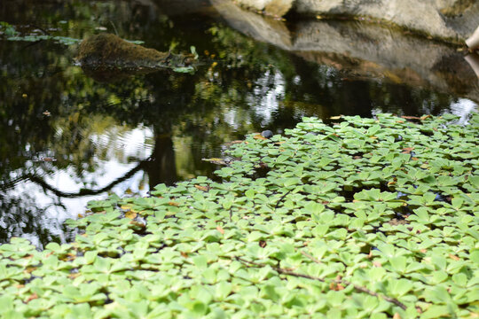 水芙蓉