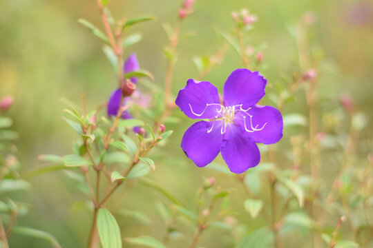 紫花