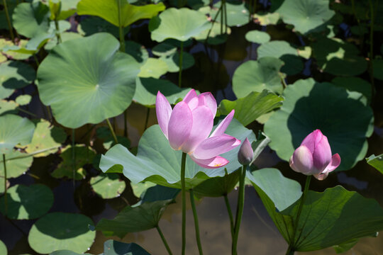 夏季荷花