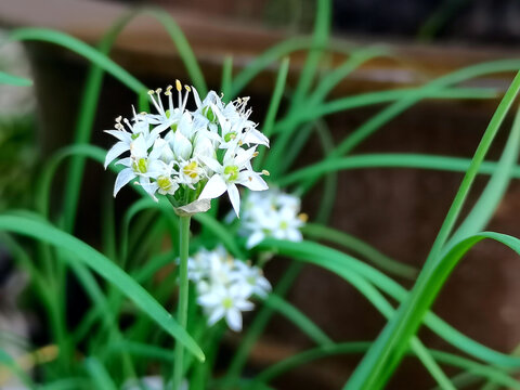 韭菜花