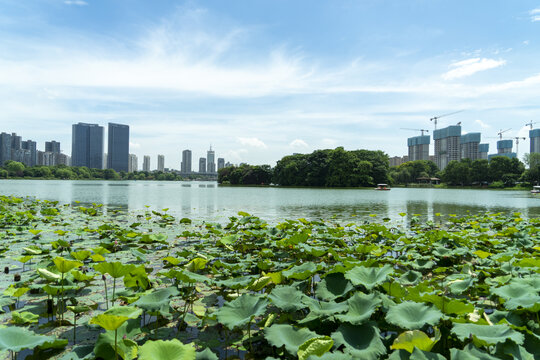 月湖公园