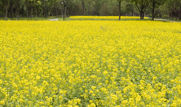 北坞公园油菜花