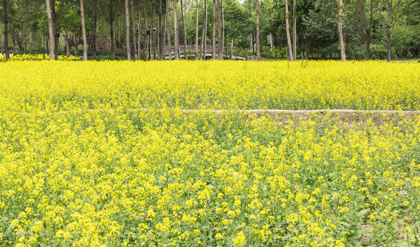 北坞公园油菜花