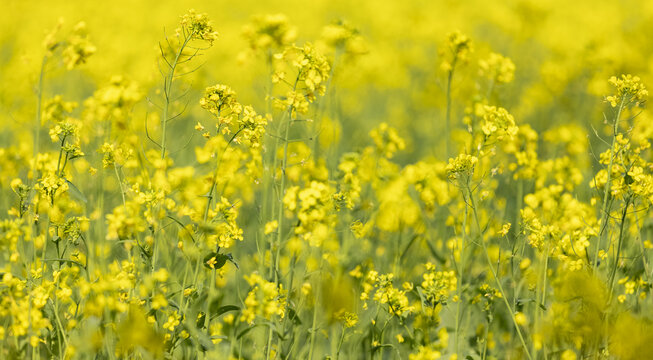 油菜花