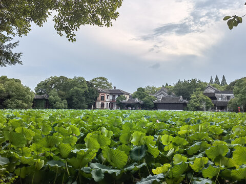 荷花池