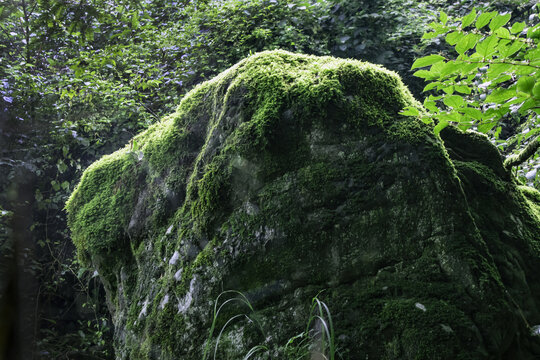 长满青苔的大石头