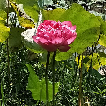 荷花荷叶