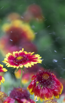 天人菊虎皮菊