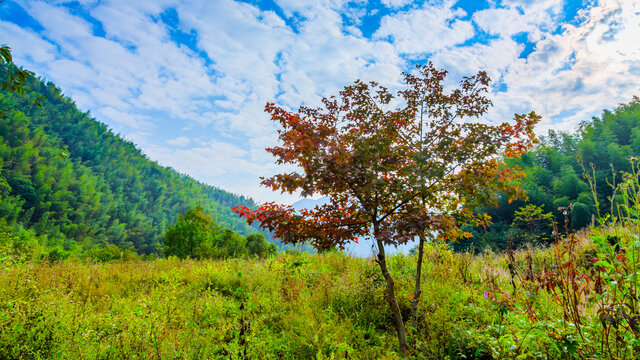 山沟里的枫树