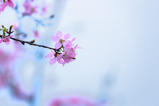 浪漫樱花