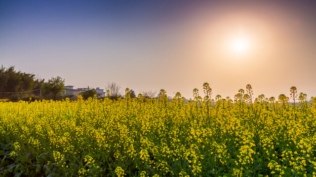 夕阳下的油菜花田