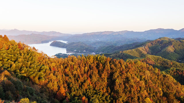 大山森林植被