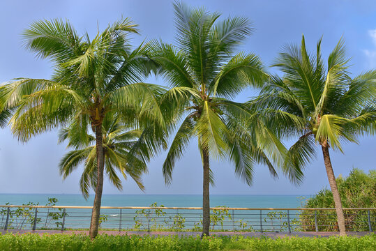 三亚湾椰树