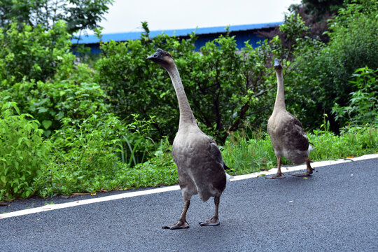 大鹅