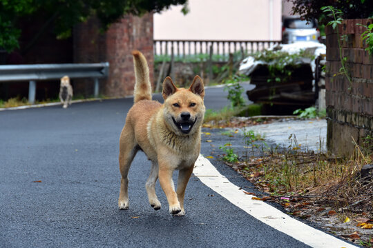 土狗中华田园犬