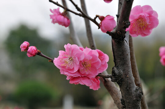 梅花红梅