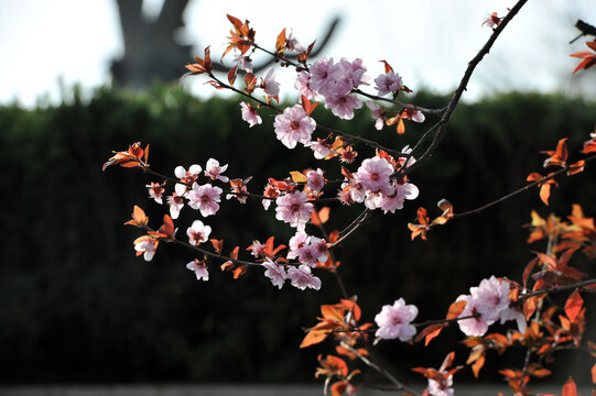 紫叶李树花