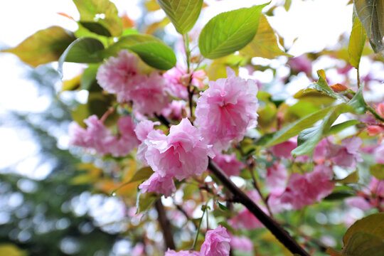 樱花树