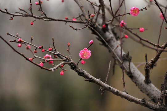 梅花