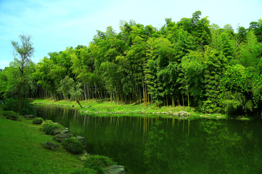 竹林