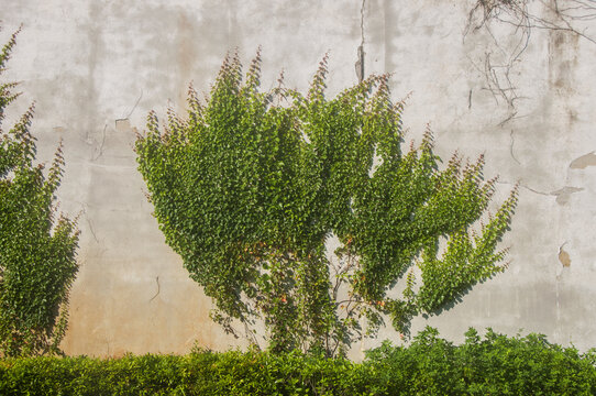 爬山虎植株