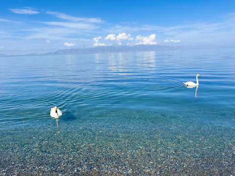 赛里木湖的天鹅