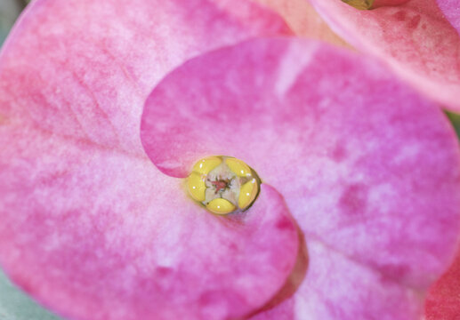 花蕊素材