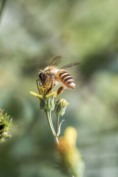 蜜蜂