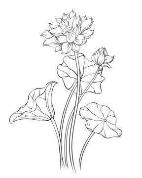 荷花插畫線稿