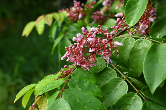 杨桃花