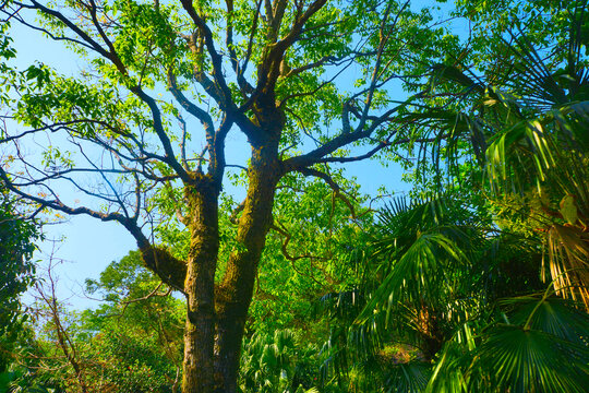 绿树蓝天与绿色植物