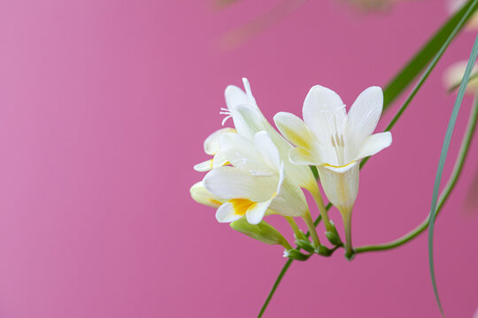 香雪兰花