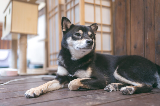 黑色柴犬