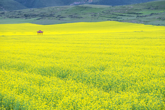 川西甘南油菜花海