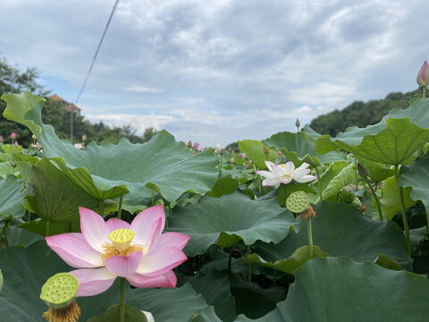 夏日荷花