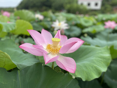 夏日荷花