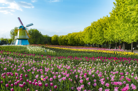 北京顺义国际鲜花港郁金香花开