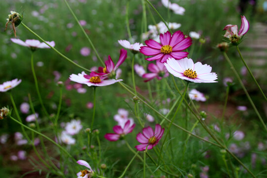 格桑花