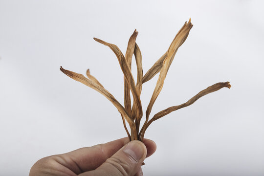 黃花菜金針菜