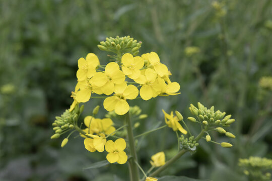 油菜花